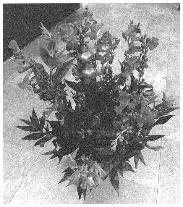 Figure 1 of US plant patent PP33696, the photograph of Dopenpepredim printed in the patent.