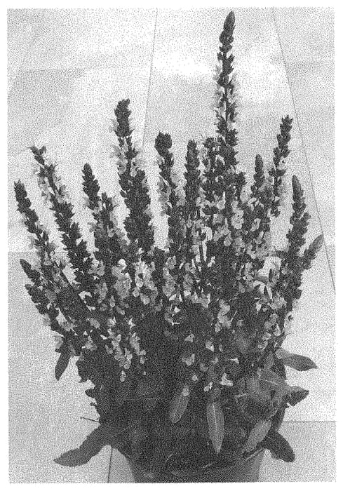 Figure 1 of US plant patent PP33697, the photograph of Dosalmiro printed in the patent.