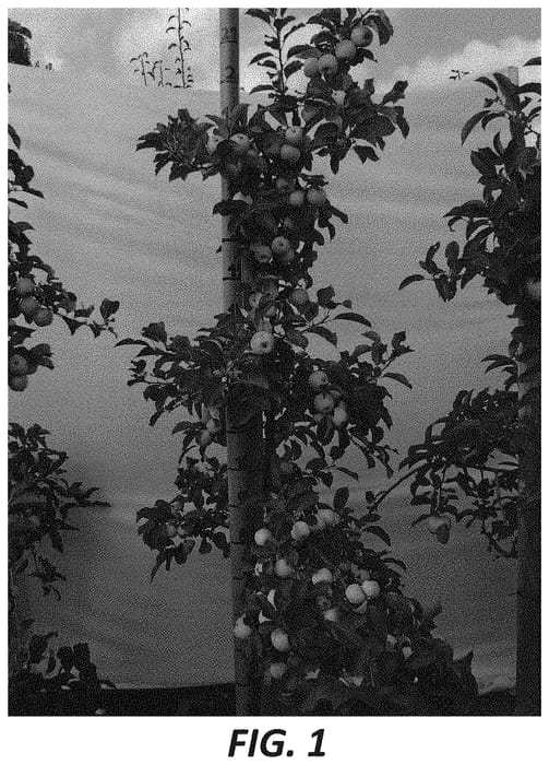 Figure 1 of US plant patent PP33698, the photograph of S01A printed in the patent.