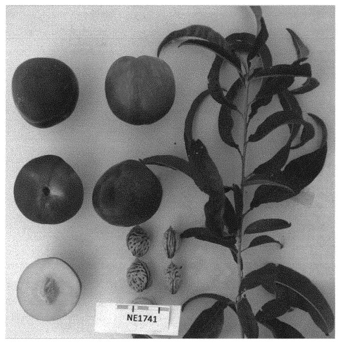 Figure 1 of US plant patent PP33699, the photograph of SUNECT28 printed in the patent.