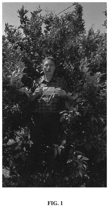 Figure 1 of US plant patent PP33700, the photograph of Sweet Cott 2 printed in the patent.