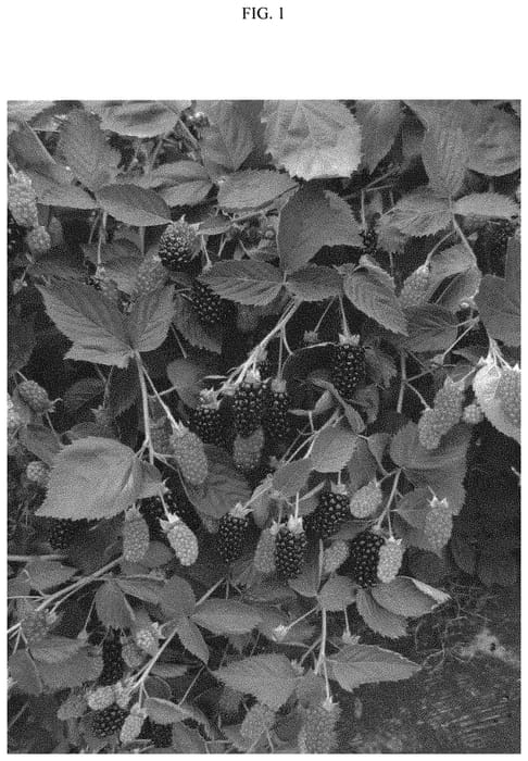 Figure 1 of US plant patent PP33701, the photograph of A-2524T printed in the patent.