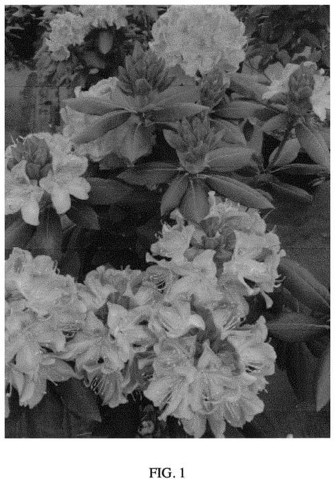 Figure 1 of US plant patent PP33702, the photograph of Royal Resilience printed in the patent.