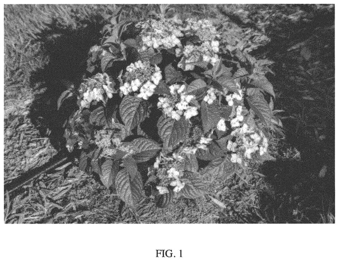 Figure 1 of US plant patent PP33703, the photograph of Bailmacsix printed in the patent.