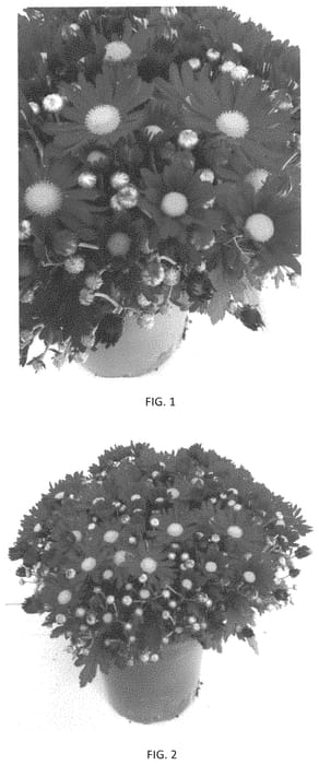 Figure 1 of US plant patent PP33704, the photograph of CIFZ0086 printed in the patent.