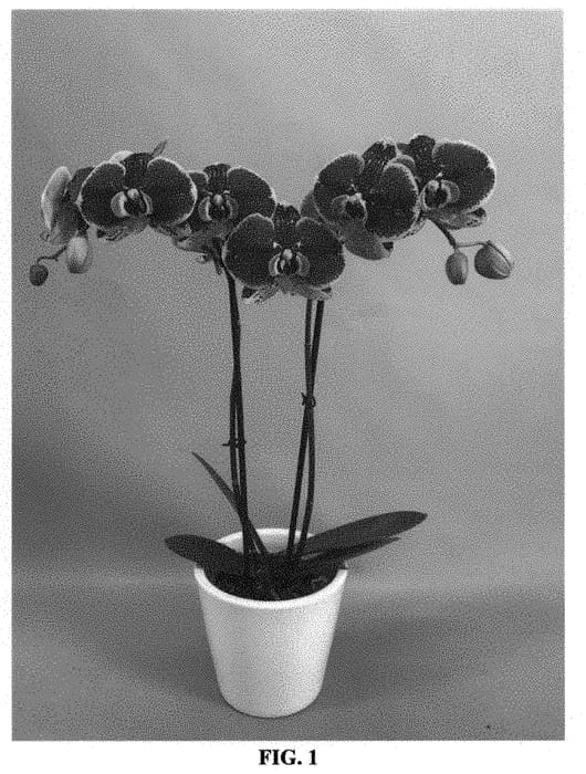 Figure 1 of US plant patent PP33705, the photograph of PHALILWI printed in the patent.