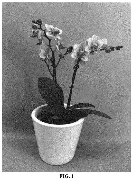 Figure 1 of US plant patent PP33706, the photograph of PHALHUSXLA printed in the patent.