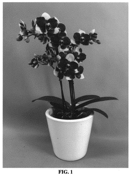 Figure 1 of US plant patent PP33707, the photograph of PHALILUG printed in the patent.