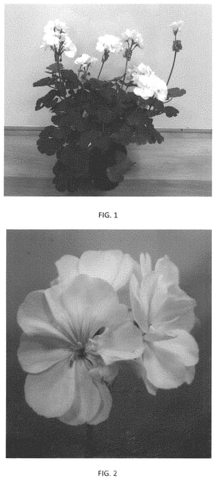 Figure 1 of US plant patent PP33708, the photograph of PEQZ0080 printed in the patent.