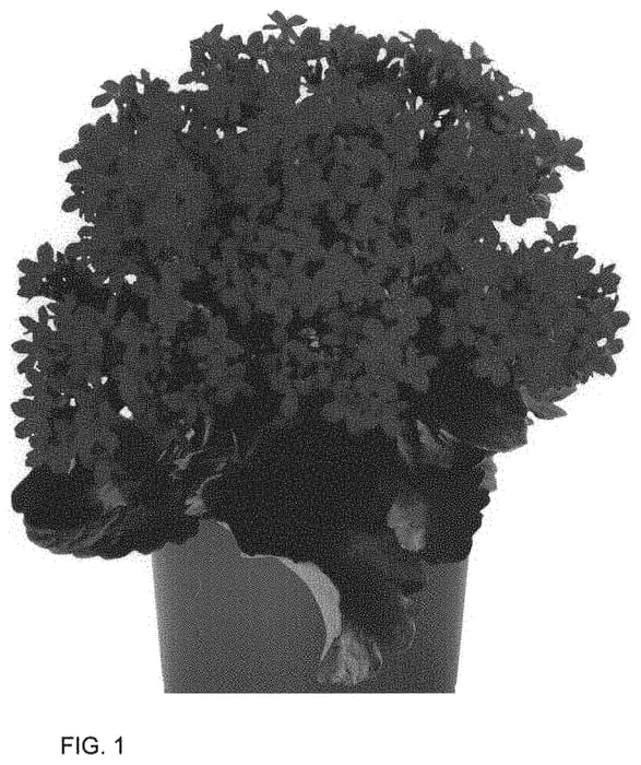 Figure 1 of US plant patent PP33709, the photograph of Dokalfier printed in the patent.