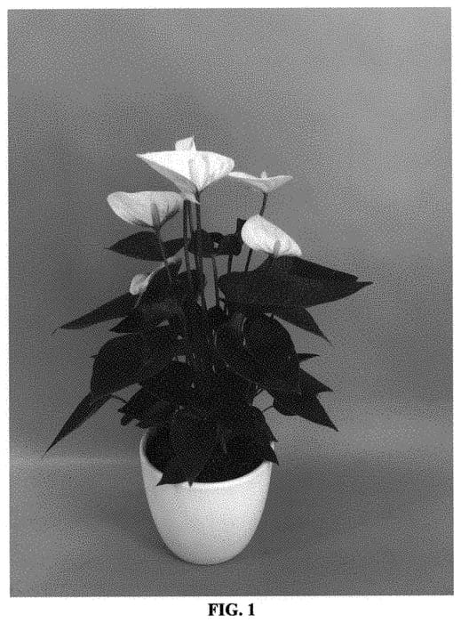 Figure 1 of US plant patent PP33710, the photograph of ANTHGOUWHI printed in the patent.