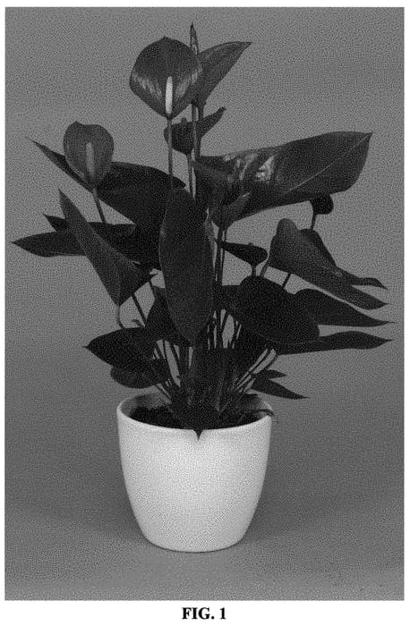 Figure 1 of US plant patent PP33711, the photograph of ANTHFUNCNI printed in the patent.
