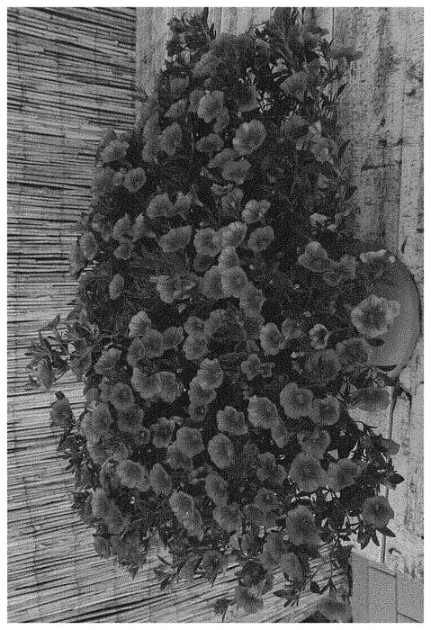 Figure 1 of US plant patent PP33712, the photograph of Docalalnaorze printed in the patent.