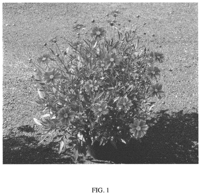 Figure 1 of US plant patent PP33713, the photograph of Firewheel printed in the patent.