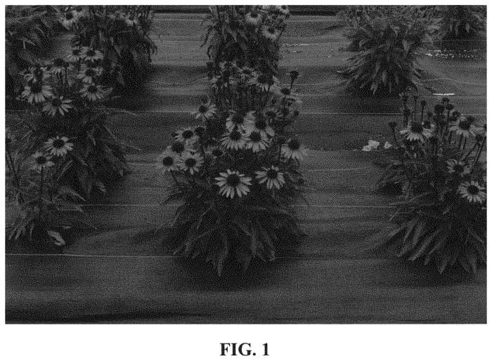 Figure 1 of US plant patent PP33714, the photograph of TNECHDSW printed in the patent.