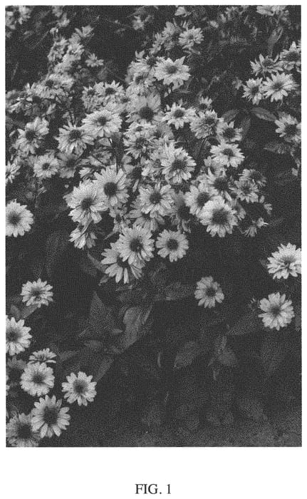Figure 1 of US plant patent PP33715, the photograph of Funky Spinner printed in the patent.