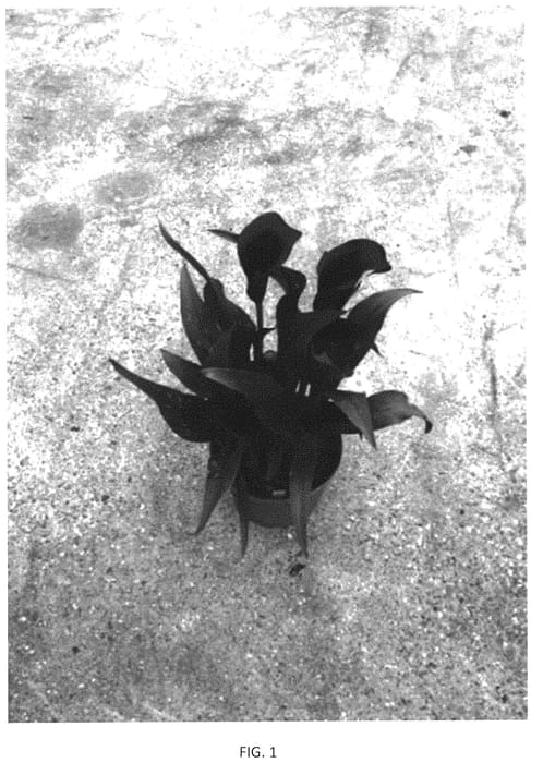 Figure 1 of US plant patent PP33716, the photograph of Dozandal printed in the patent.