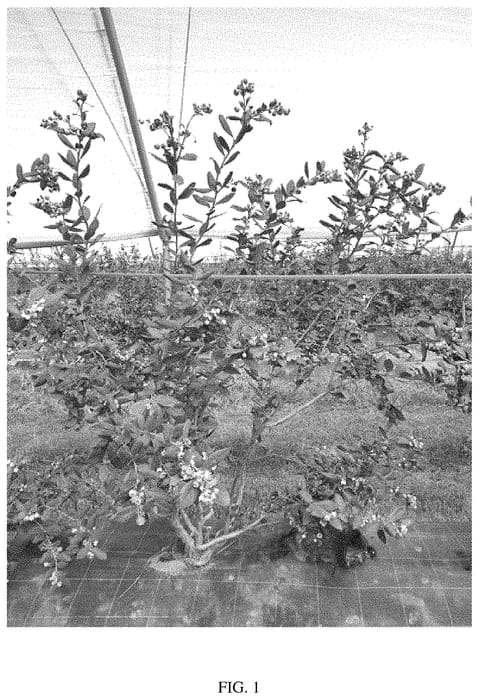 Figure 1 of US plant patent PP33717, the photograph of Ridley1702 printed in the patent.