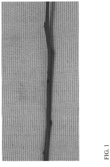 Figure 1 of US plant patent PP33718, the photograph of DrisBlueTwentyFive printed in the patent.