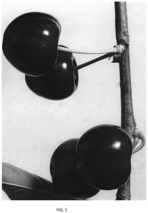 Figure 1 of US plant patent PP33719, the photograph of Prim 25 printed in the patent.