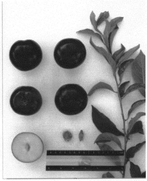 Figure 1 of US plant patent PP33720, the photograph of Suplum59 printed in the patent.