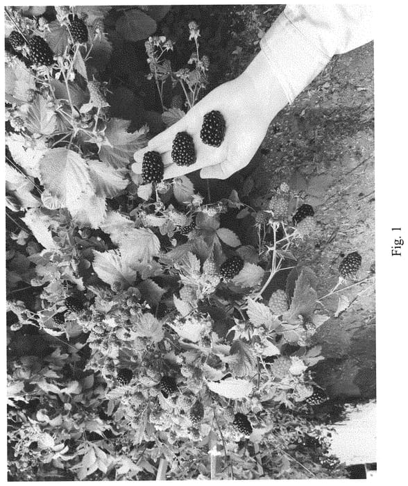 Figure 1 of US plant patent PP33721, the photograph of PBB 1616T printed in the patent.