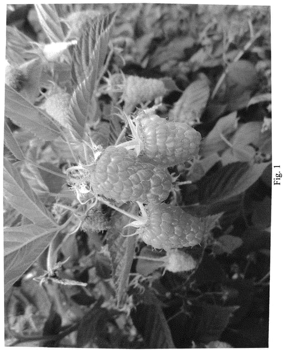 Figure 1 of US plant patent PP33722, the photograph of PBB 1473 printed in the patent.