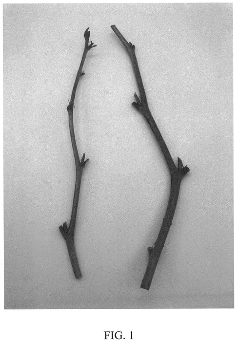 Figure 1 of US plant patent PP33723, the photograph of DrisRaspEighteen printed in the patent.