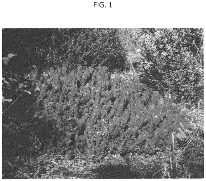 Figure 1 of US plant patent PP33724, the photograph of CALKWR printed in the patent.