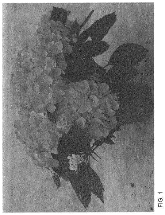 Figure 1 of US plant patent PP33725, the photograph of H220913 printed in the patent.