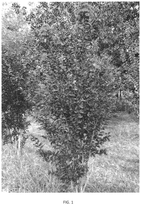 Figure 1 of US plant patent PP33726, the photograph of JBG 19101 printed in the patent.