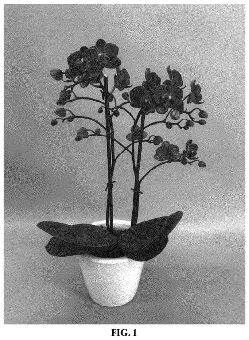 Figure 1 of US plant patent PP33727, the photograph of PHALBIRWIN printed in the patent.