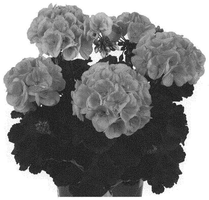 Figure 1 of US plant patent PP33728, the photograph of Dopelbezsal printed in the patent.