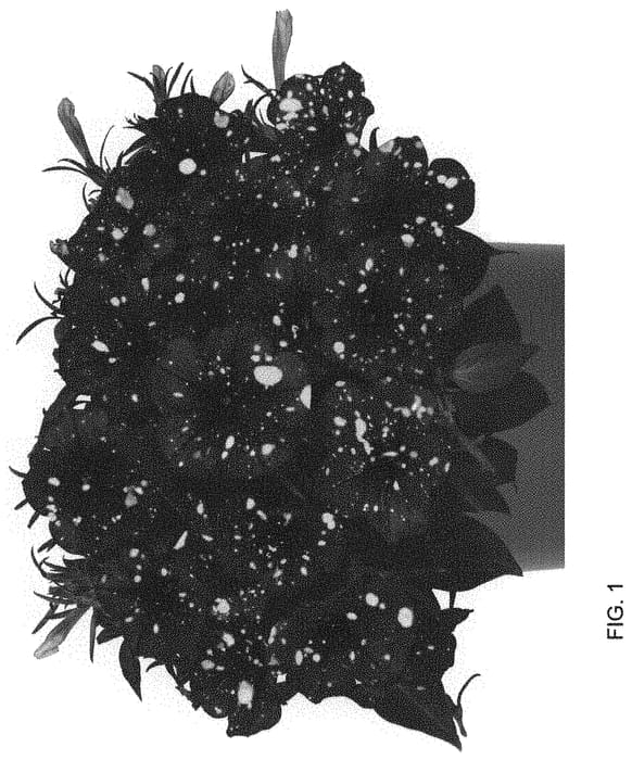 Figure 1 of US plant patent PP33729, the photograph of Dopetsuspabu printed in the patent.