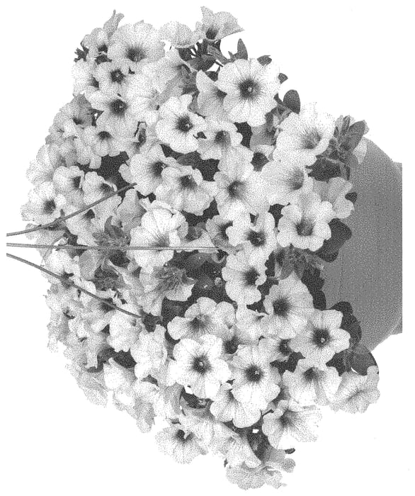 Figure 1 of US plant patent PP33730, the photograph of Dopetsurage21 printed in the patent.