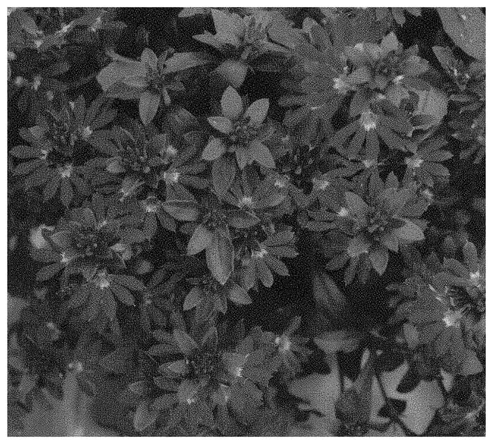 Figure 1 of US plant patent PP33731, the photograph of Doscascapubi printed in the patent.