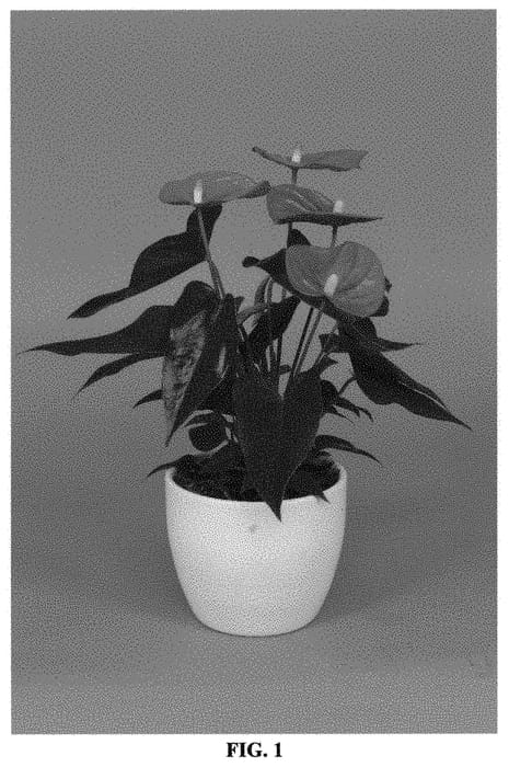 Figure 1 of US plant patent PP33732, the photograph of ANTHGLODIG printed in the patent.