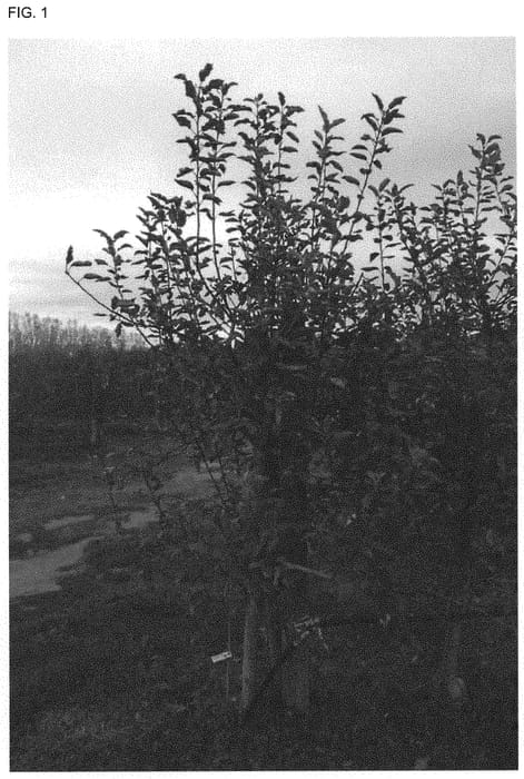 Figure 1 of US plant patent PP33734, the photograph of REGALNAT printed in the patent.