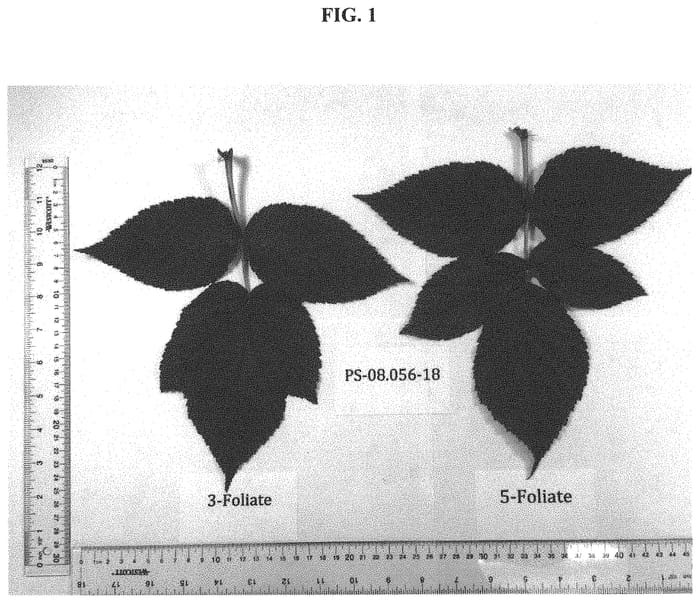 Figure 1 of US plant patent PP33735, the photograph of ENDURANCE printed in the patent.