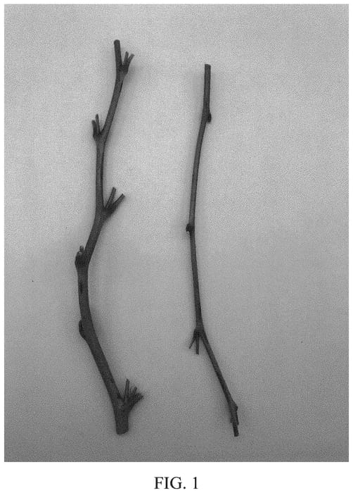 Figure 1 of US plant patent PP33736, the photograph of DrisRaspTwentyTwo printed in the patent.