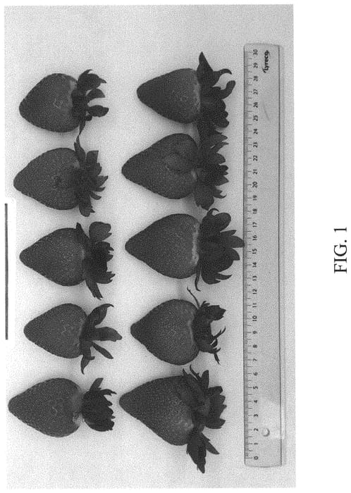 Figure 1 of US plant patent PP33737, the photograph of DrisStrawEightyFour printed in the patent.