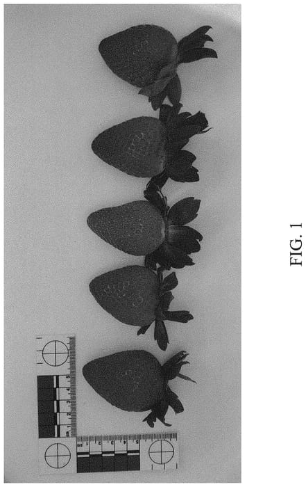 Figure 1 of US plant patent PP33738, the photograph of DrisStrawEightySeven printed in the patent.