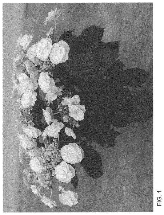 Figure 1 of US plant patent PP33739, the photograph of H220909 printed in the patent.