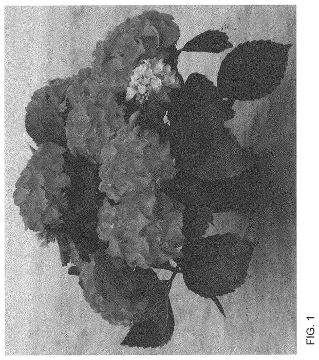 Figure 1 of US plant patent PP33740, the photograph of H220914 printed in the patent.