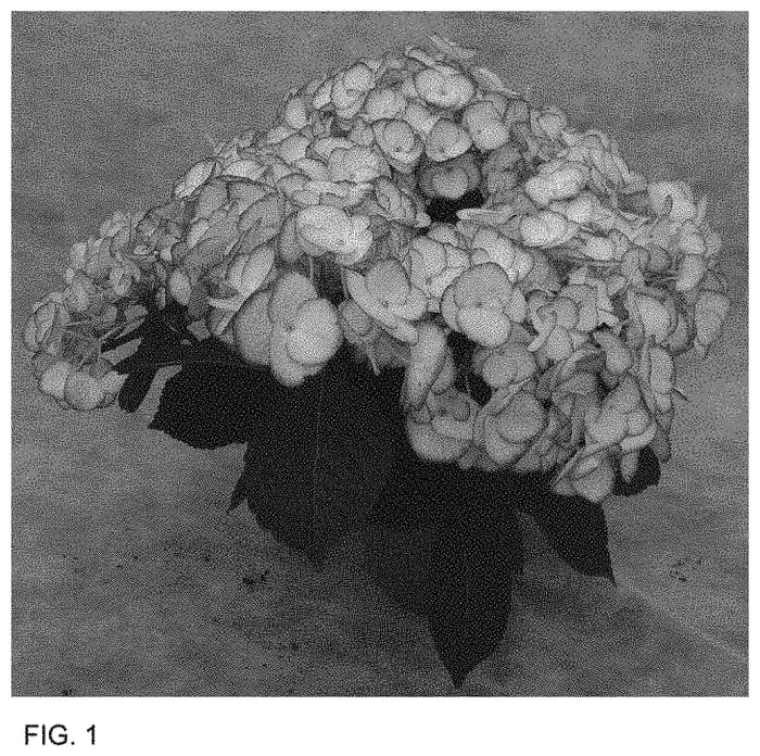 Figure 1 of US plant patent PP33741, the photograph of H220910 printed in the patent.