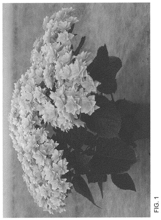 Figure 1 of US plant patent PP33742, the photograph of H220911 printed in the patent.