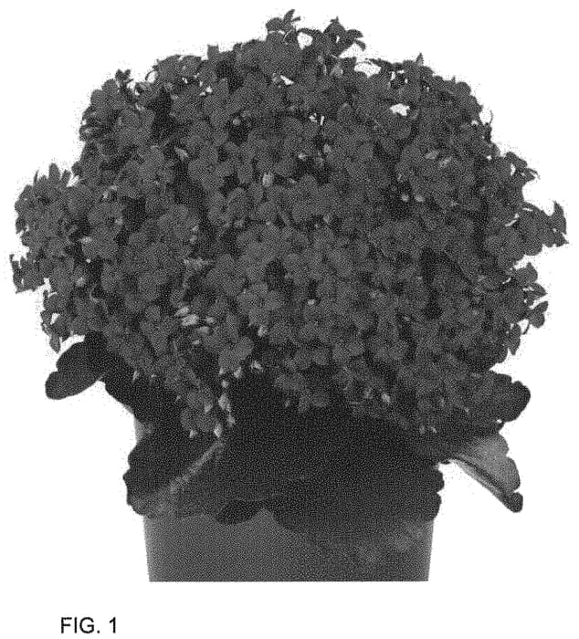 Figure 1 of US plant patent PP33743, the photograph of Dokalkam printed in the patent.