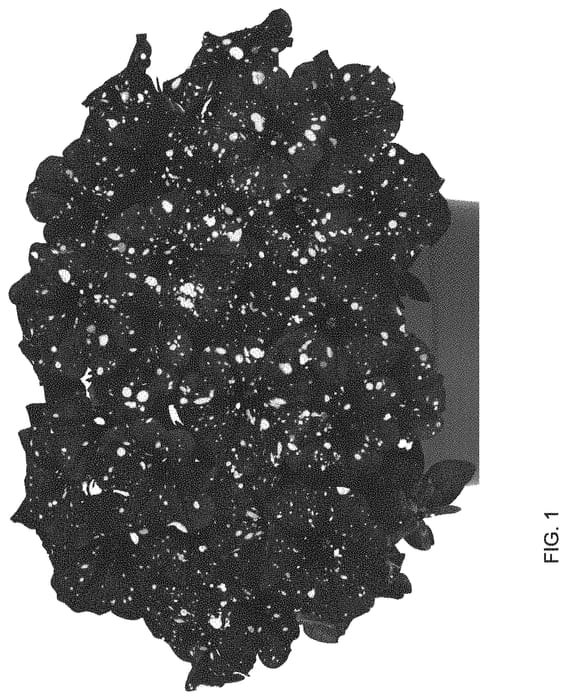 Figure 1 of US plant patent PP33744, the photograph of Dopetsuspapu printed in the patent.