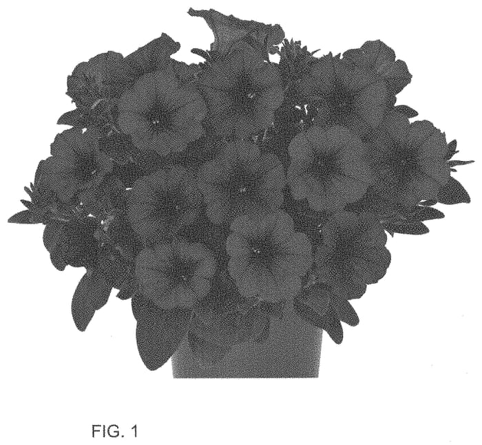 Figure 1 of US plant patent PP33745, the photograph of Dopetdurapu printed in the patent.