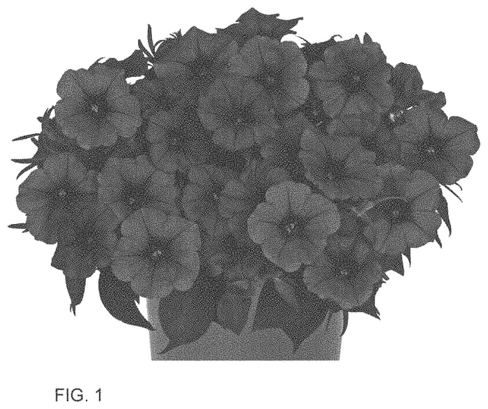 Figure 1 of US plant patent PP33746, the photograph of Dopetduraelli printed in the patent.